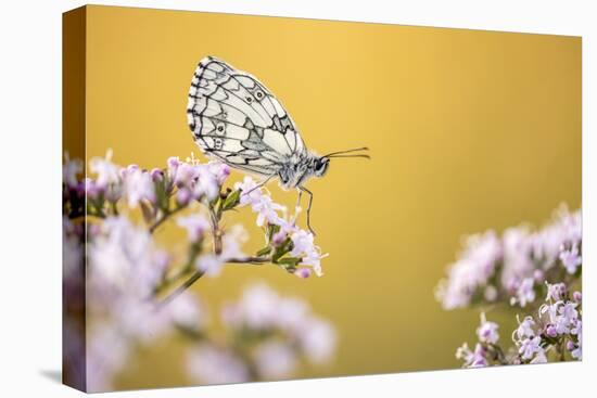 Marbled White butterfly, Volehouse Moor NR, Devon, UK-Ross Hoddinott-Premier Image Canvas