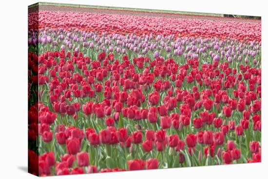 March of the Tulips I-Dana Styber-Premier Image Canvas