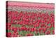 March of the Tulips I-Dana Styber-Premier Image Canvas
