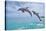 Marco Island, Florida - Jumping Dolphins-Lantern Press-Stretched Canvas