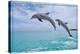 Marco Island, Florida - Jumping Dolphins-Lantern Press-Stretched Canvas