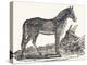 Mare, 1850 (Engraving)-Louis Simon (1810-1870) Lassalle-Premier Image Canvas