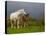 Mare and Foal, Co Derry, Ireland-null-Premier Image Canvas
