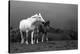 Mare and Foal, Co Derry, Ireland-null-Premier Image Canvas