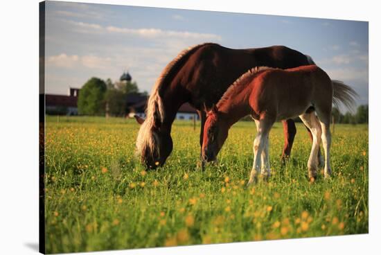 Mare and foal in the Kochelmoos near Benediktbeuern, Upper Bavaria, Bavaria, Germany-null-Stretched Canvas