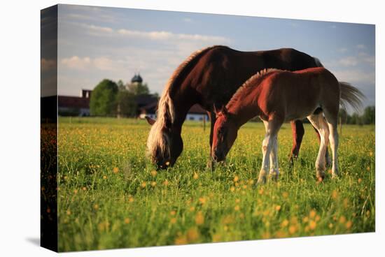 Mare and foal in the Kochelmoos near Benediktbeuern, Upper Bavaria, Bavaria, Germany-null-Stretched Canvas