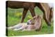 Mare and New Born Foal, Iceland-Arctic-Images-Premier Image Canvas