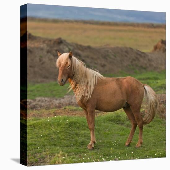 Mare, Icelandic Horse, Iceland-Arctic-Images-Premier Image Canvas