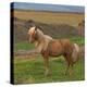 Mare, Icelandic Horse, Iceland-Arctic-Images-Premier Image Canvas