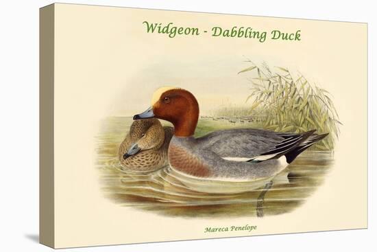 Mareca Penelope - Widgeon - Dabbling Duck-John Gould-Stretched Canvas