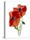 Margie's Poppy Duo, 2012-Julia McLemore-Premier Image Canvas