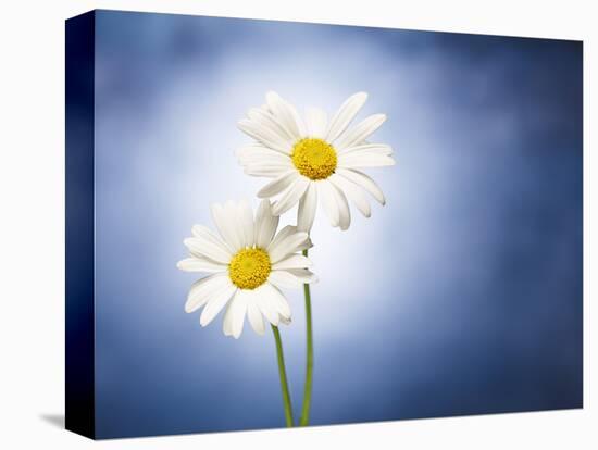 Marginuerites, Flowers, Blossoms, Still Life, Blue, White-Axel Killian-Premier Image Canvas