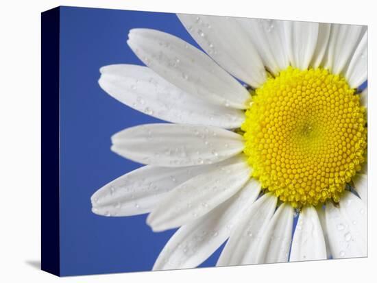 Marguerite / Ox Eye Daisy (Leucanthemum Vulgare) UK-Pete Cairns-Premier Image Canvas