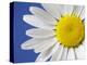 Marguerite / Ox Eye Daisy (Leucanthemum Vulgare) UK-Pete Cairns-Premier Image Canvas