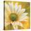 Marguerites dans le soleil 3-Pierre Viollet-Stretched Canvas