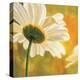 Marguerites dans le soleil I-Pierre Viollet-Stretched Canvas