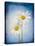 Marguerites, Flowers, Blossoms, Still Life, Blue, White-Axel Killian-Premier Image Canvas