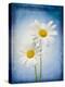 Marguerites, Flowers, Blossoms, Still Life, Blue, White-Axel Killian-Premier Image Canvas