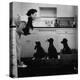 Marian Elliott, Dog Sitting Four French Poodles-Leonard Mccombe-Premier Image Canvas