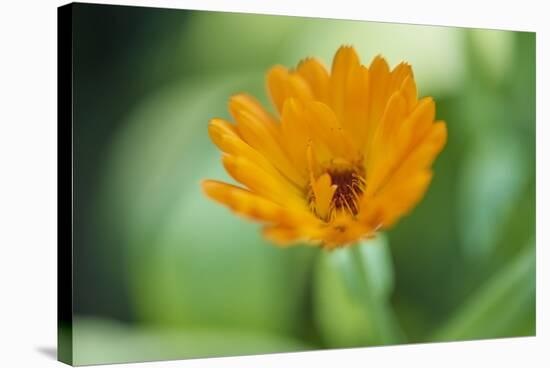 Marigold, Calendula officinalis, blossom, close-up-David & Micha Sheldon-Stretched Canvas