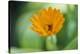 Marigold, Calendula officinalis, blossom, close-up-David & Micha Sheldon-Stretched Canvas