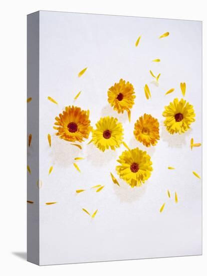 Marigold, Calendula Officinalis, Blossoms, Petals, Orange, Still Life-Axel Killian-Premier Image Canvas