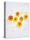 Marigold, Calendula Officinalis, Blossoms, Petals, Orange, Still Life-Axel Killian-Premier Image Canvas