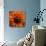 Marigold (Calendula Officinalis)-Cristina-Premier Image Canvas displayed on a wall