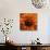 Marigold (Calendula Officinalis)-Cristina-Premier Image Canvas displayed on a wall