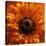 Marigold (Calendula Officinalis)-Cristina-Premier Image Canvas