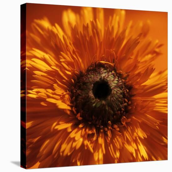 Marigold (Calendula Officinalis)-Cristina-Premier Image Canvas