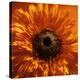 Marigold (Calendula Officinalis)-Cristina-Premier Image Canvas