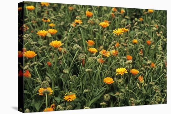 Marigold (Calendula Officinalis)-Adrian Thomas-Premier Image Canvas