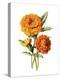 Marigold Flower-Jasmine Woods-Stretched Canvas