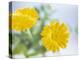 Marigold Flowers-Lawrence Lawry-Premier Image Canvas