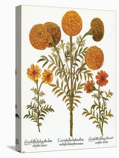 Marigolds, 1613-Besler Basilius-Premier Image Canvas