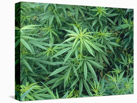 Marijuana Plants, Cannabis Sativa-Vaughan Fleming-Premier Image Canvas