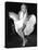Marilyn Monroe (Seven Year Itch)-null-Stretched Canvas