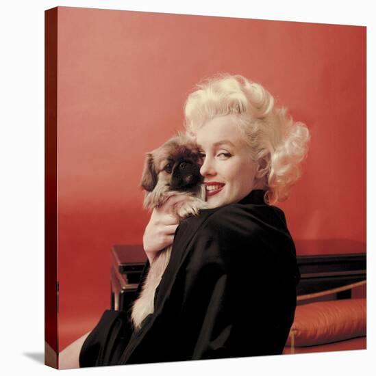Marilyns Puppy-null-Stretched Canvas