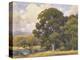 Marin Oaks-Percy Gray-Stretched Canvas