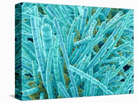 Marine Diatom-Micro Discovery-Premier Image Canvas