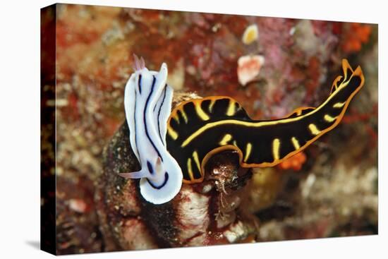 Marine Flatworm and a Sea Slug or Nudibranch (Chromodoris Willani)-Reinhard Dirscherl-Premier Image Canvas