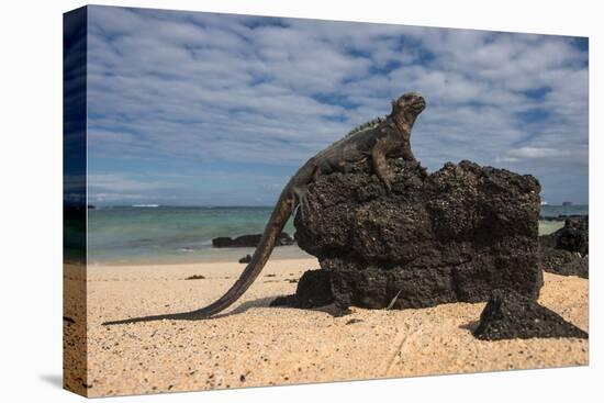 Marine Iguana (Amblyrhynchus Cristatus), Galapagos Islands, Ecuador-Pete Oxford-Premier Image Canvas