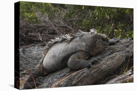 Marine Iguana (Amblyrhynchus Cristatus) Galapagos Islands, Ecuador-Pete Oxford-Premier Image Canvas