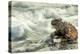 Marine Iguana (Amblyrhynchus Cristatus) on Rock Taken with Slow Shutter Speed to Show Motion-Ben Hall-Premier Image Canvas