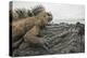 Marine iguana basking on rock, Isabela Island, Galapagos-Nick Hawkins-Premier Image Canvas