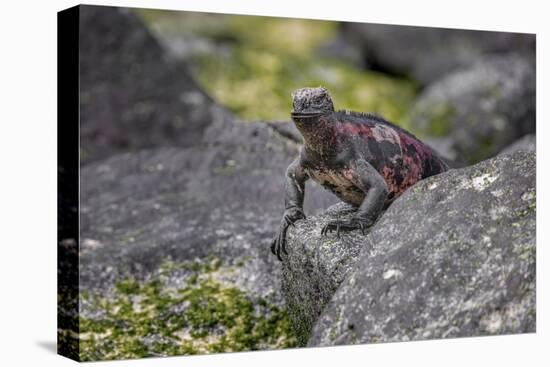 Marine iguana, Espanola Island, Galapagos Islands, Ecuador.-Adam Jones-Premier Image Canvas