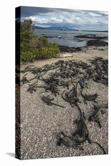 Marine Iguana, Fernandina Island, Galapagos Islands, Ecuador-Pete Oxford-Premier Image Canvas