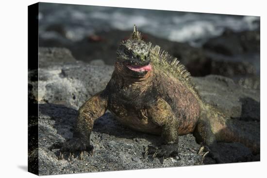 Marine Iguana, Fernandina Island, Galapagos Islands, Ecuador-Pete Oxford-Premier Image Canvas