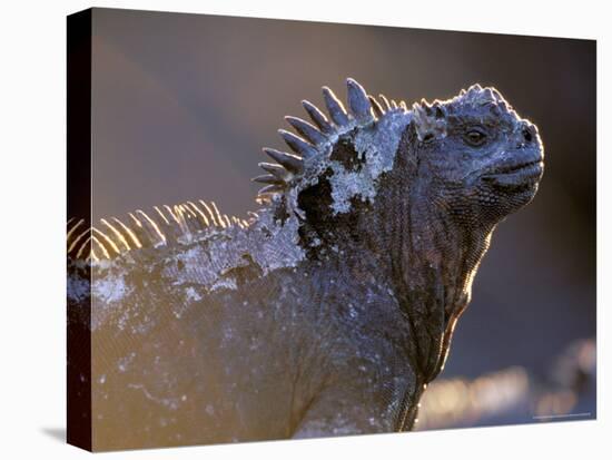 Marine Iguana, Galapagos Islands, Ecuador-Gavriel Jecan-Premier Image Canvas